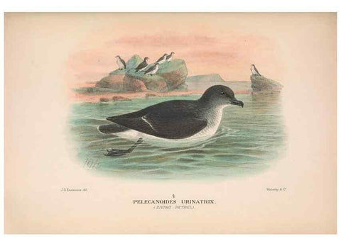 Reproducción/Reproduction 48683968168: The Birds of Australia. London :Witherby & Co.,1910-1927.. 