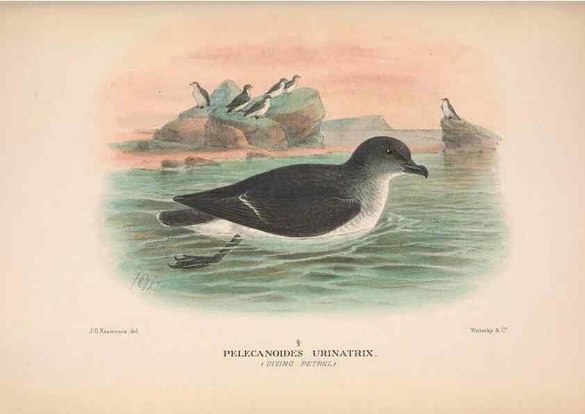Reproducción/Reproduction 48683968168: The Birds of Australia. London :Witherby & Co.,1910-1927.. 