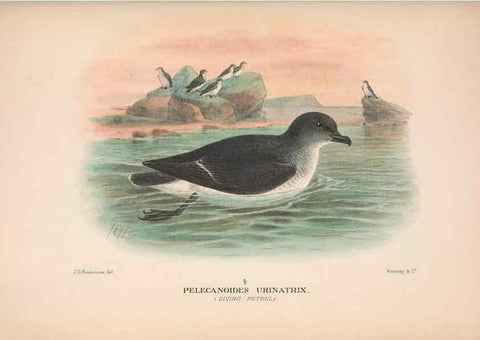 Reproducción/Reproduction 48683968168: The Birds of Australia. London :Witherby & Co.,1910-1927.. 