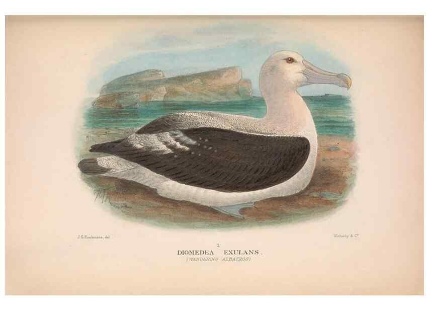 Reproducción/Reproduction 48683968563: The Birds of Australia. London :Witherby & Co.,1910-1927.. 