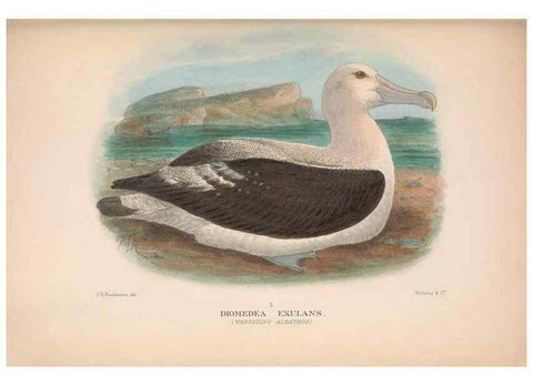 Reproducción/Reproduction 48683968563: The Birds of Australia. London :Witherby & Co.,1910-1927.. 