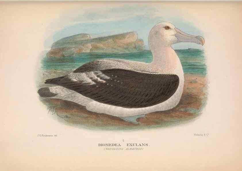 Reproducción/Reproduction 48683968563: The Birds of Australia. London :Witherby & Co.,1910-1927.. 