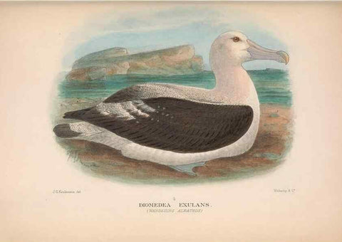 Reproducción/Reproduction 48683968563: The Birds of Australia. London :Witherby & Co.,1910-1927.. 