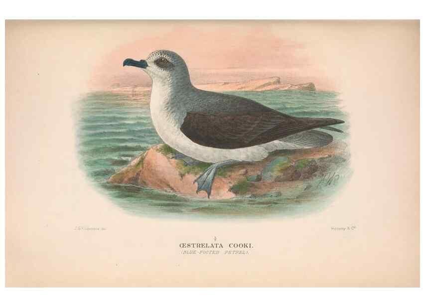 Reproducción/Reproduction 48684303406: The Birds of Australia. London :Witherby & Co.,1910-1927.. 
