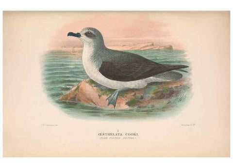 Reproducción/Reproduction 48684303406: The Birds of Australia. London :Witherby & Co.,1910-1927.. 