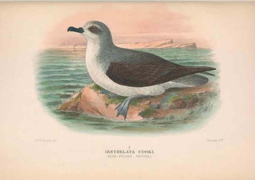 Reproducción/Reproduction 48684303406: The Birds of Australia. London :Witherby & Co.,1910-1927.. 