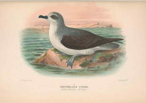 Reproducción/Reproduction 48684303406: The Birds of Australia. London :Witherby & Co.,1910-1927.. 