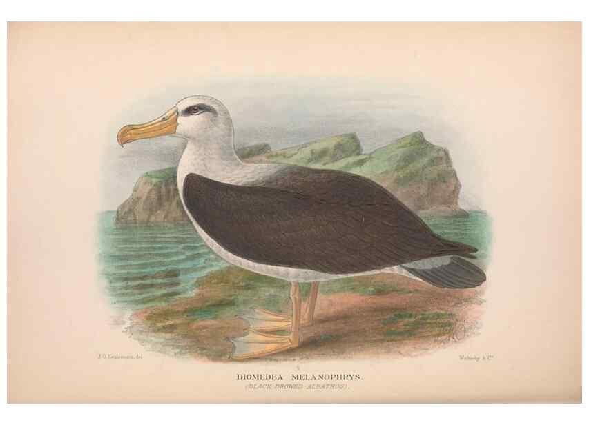 Reproducción/Reproduction 48684306591: The Birds of Australia. London :Witherby & Co.,1910-1927.. 