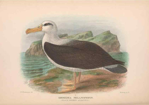 Reproducción/Reproduction 48684306591: The Birds of Australia. London :Witherby & Co.,1910-1927.. 