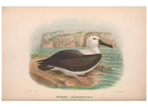 Reproducción/Reproduction 48683969843: The Birds of Australia. London :Witherby & Co.,1910-1927.. 