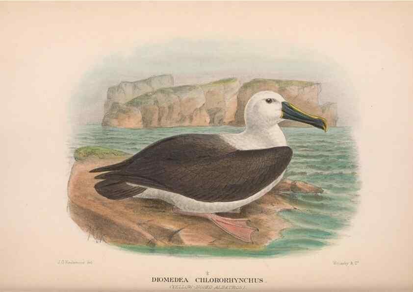 Reproducción/Reproduction 48683969843: The Birds of Australia. London :Witherby & Co.,1910-1927.. 