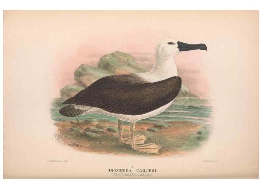 Reproducción/Reproduction 48683970183: The Birds of Australia. London :Witherby & Co.,1910-1927.. 