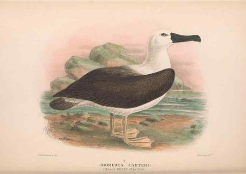 Reproducción/Reproduction 48683970183: The Birds of Australia. London :Witherby & Co.,1910-1927.. 