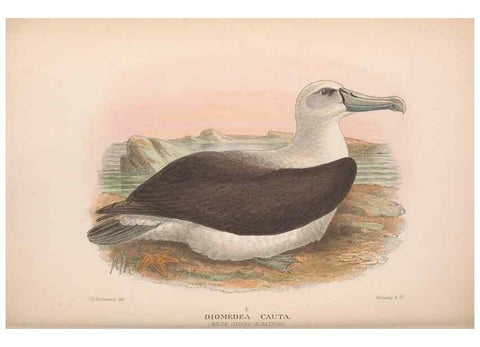 Reproducción/Reproduction 48684308251: The Birds of Australia. London :Witherby & Co.,1910-1927.. 