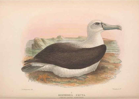 Reproducción/Reproduction 48684308251: The Birds of Australia. London :Witherby & Co.,1910-1927.. 