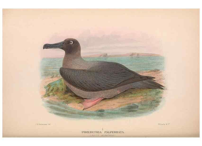 Reproducción/Reproduction 48684484357: The Birds of Australia. London :Witherby & Co.,1910-1927.. 