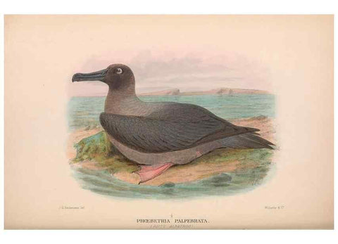 Reproducción/Reproduction 48684484357: The Birds of Australia. London :Witherby & Co.,1910-1927.. 