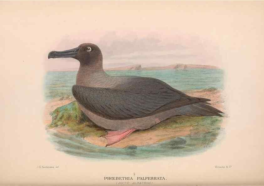 Reproducción/Reproduction 48684484357: The Birds of Australia. London :Witherby & Co.,1910-1927.. 