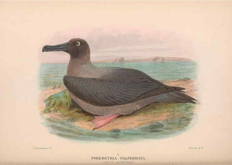 Reproducción/Reproduction 48684484357: The Birds of Australia. London :Witherby & Co.,1910-1927.. 