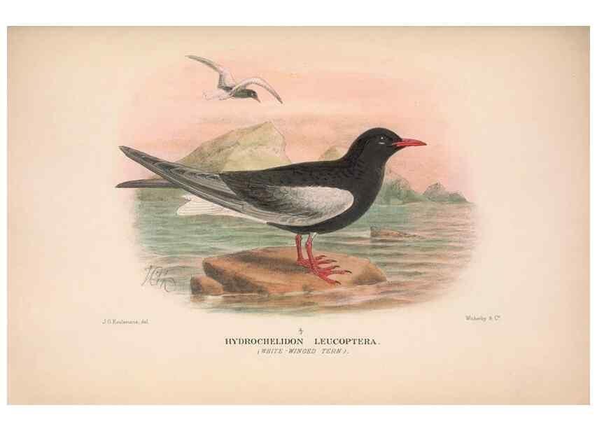 Reproducción/Reproduction 48683971163: The Birds of Australia. London :Witherby & Co.,1910-1927.. 