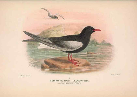 Reproducción/Reproduction 48683971163: The Birds of Australia. London :Witherby & Co.,1910-1927.. 