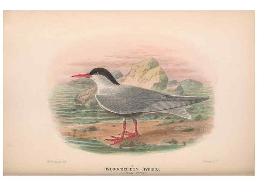Reproducción/Reproduction 48684485087: The Birds of Australia. London :Witherby & Co.,1910-1927.. 