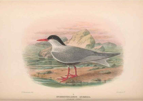 Reproducción/Reproduction 48684485087: The Birds of Australia. London :Witherby & Co.,1910-1927.. 