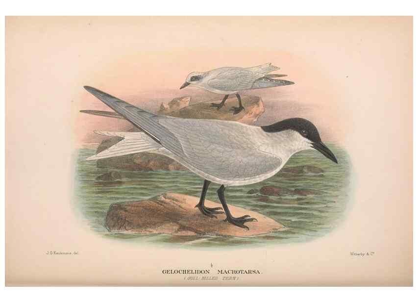 Reproducción/Reproduction 48684485417: The Birds of Australia. London :Witherby & Co.,1910-1927.. 