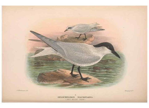 Reproducción/Reproduction 48684485417: The Birds of Australia. London :Witherby & Co.,1910-1927.. 