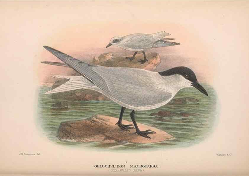 Reproducción/Reproduction 48684485417: The Birds of Australia. London :Witherby & Co.,1910-1927.. 