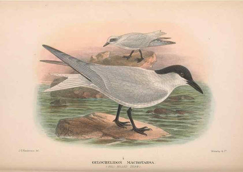 Reproducción/Reproduction 48684485417: The Birds of Australia. London :Witherby & Co.,1910-1927.. 