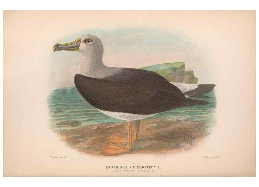 Reproducción/Reproduction 48683969533: The Birds of Australia. London :Witherby & Co.,1910-1927.. 