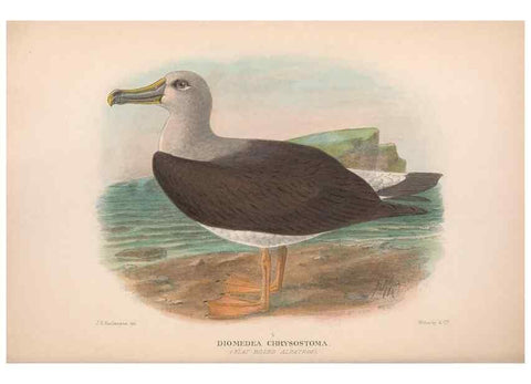 Reproducción/Reproduction 48683969533: The Birds of Australia. London :Witherby & Co.,1910-1927.. 