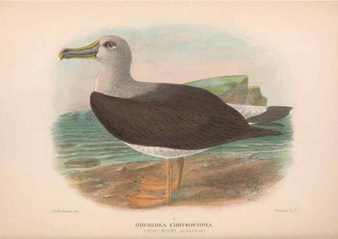Reproducción/Reproduction 48683969533: The Birds of Australia. London :Witherby & Co.,1910-1927.. 