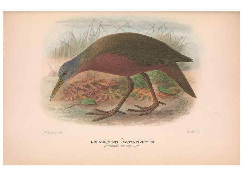 Reproducción/Reproduction 48684385492: The Birds of Australia. London :Witherby & Co.,1910-1927.. 