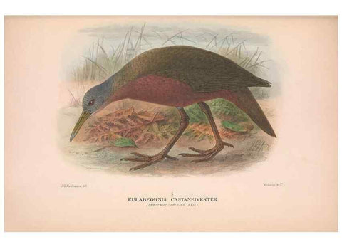 Reproducción/Reproduction 48684385492: The Birds of Australia. London :Witherby & Co.,1910-1927.. 