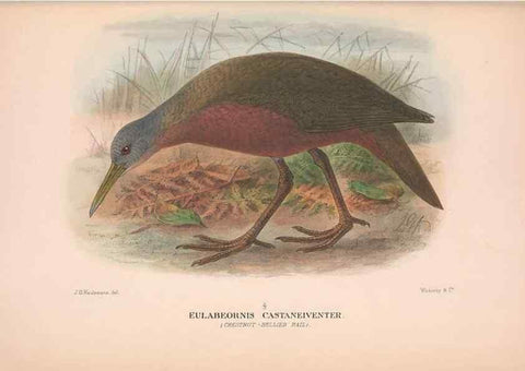 Reproducción/Reproduction 48684385492: The Birds of Australia. London :Witherby & Co.,1910-1927.. 