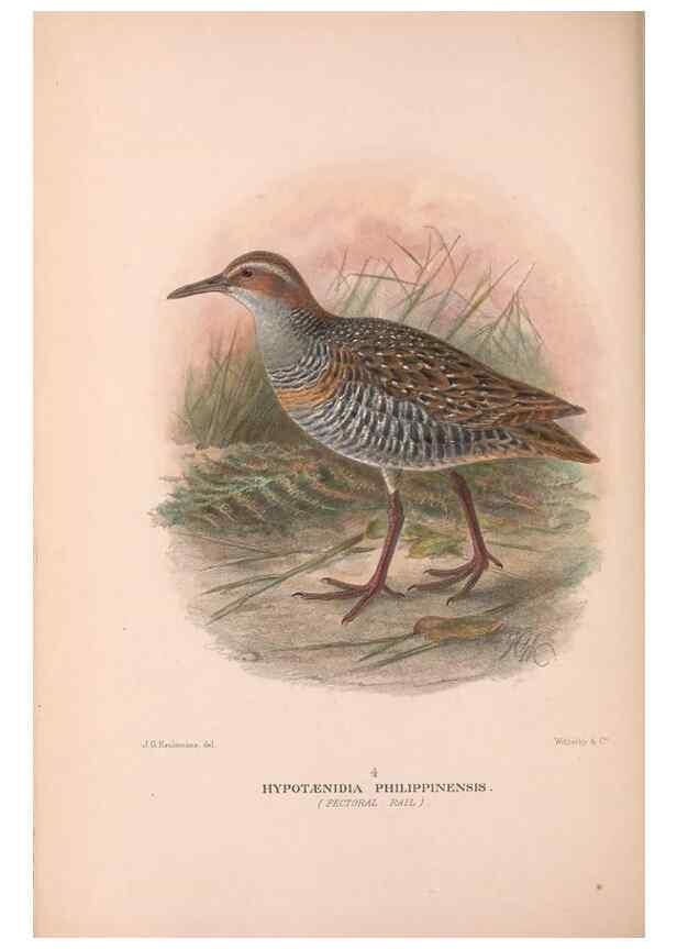 Reproducción/Reproduction 48684385142: The Birds of Australia. London :Witherby & Co.,1910-1927.. 