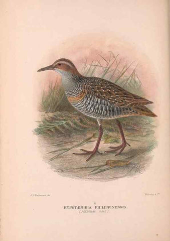 Reproducción/Reproduction 48684385142: The Birds of Australia. London :Witherby & Co.,1910-1927.. 