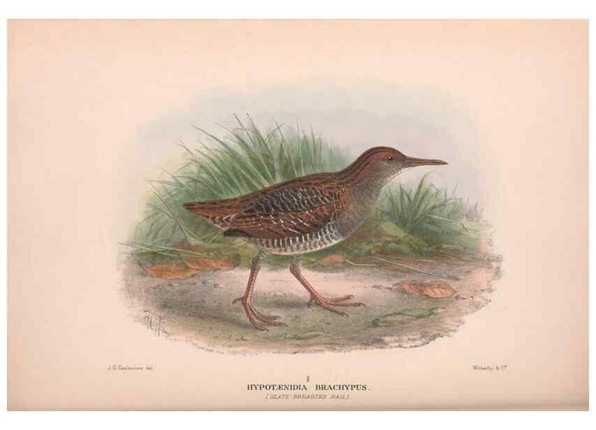 Reproducción/Reproduction 48684209611: The Birds of Australia. London :Witherby & Co.,1910-1927.. 