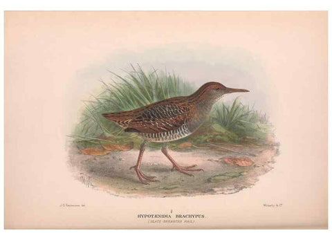Reproducción/Reproduction 48684209611: The Birds of Australia. London :Witherby & Co.,1910-1927.. 