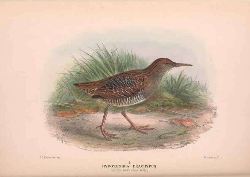Reproducción/Reproduction 48684209611: The Birds of Australia. London :Witherby & Co.,1910-1927.. 