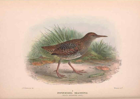 Reproducción/Reproduction 48684209611: The Birds of Australia. London :Witherby & Co.,1910-1927.. 