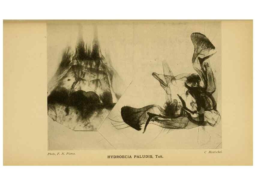 Reproducción/Reproduction 48683428738: Transactions of the Entomological Society of London.. London,The Society.. 
