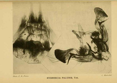 Reproducción/Reproduction 48683428738: Transactions of the Entomological Society of London.. London,The Society.. 