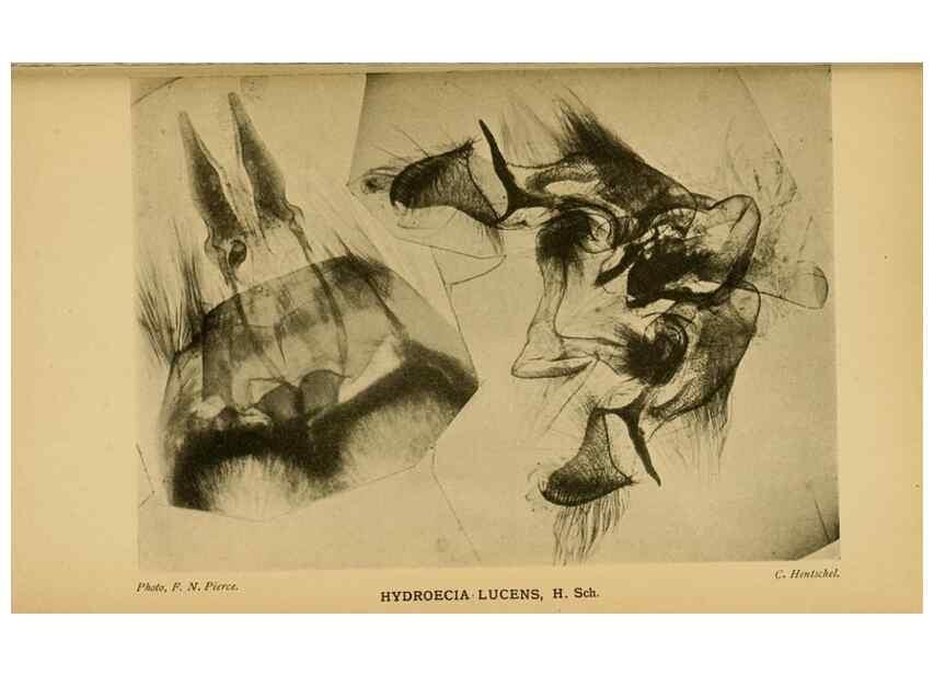 Reproducción/Reproduction 48683767441: Transactions of the Entomological Society of London.. London,The Society.. 