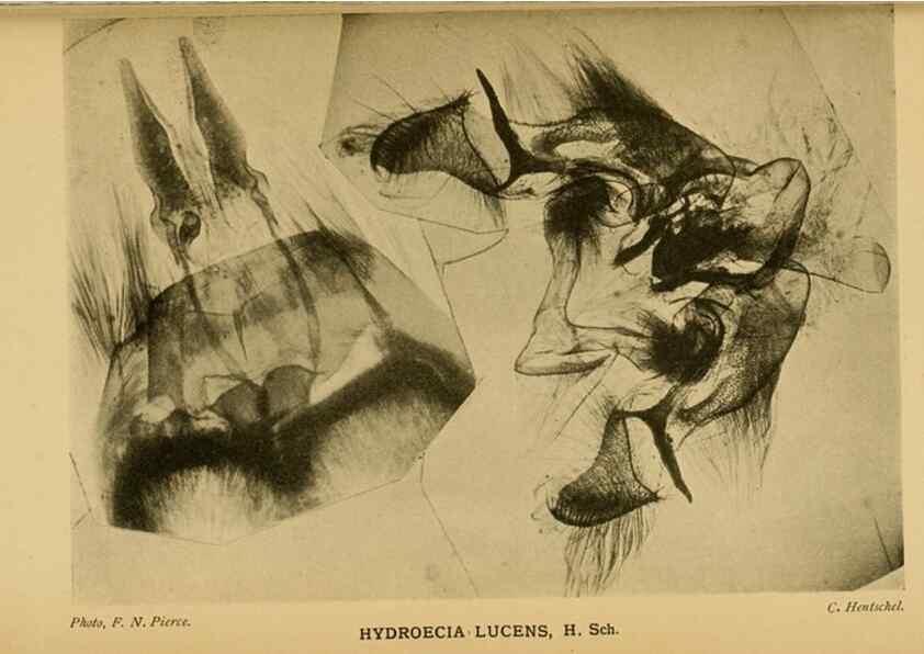 Reproducción/Reproduction 48683767441: Transactions of the Entomological Society of London.. London,The Society.. 