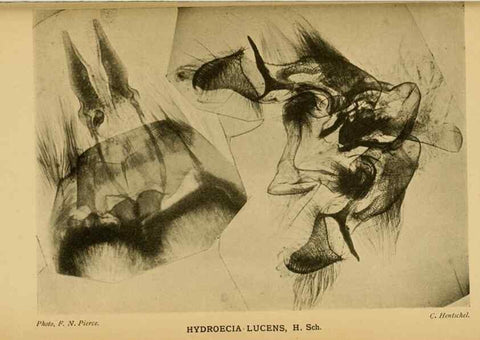 Reproducción/Reproduction 48683767441: Transactions of the Entomological Society of London.. London,The Society.. 