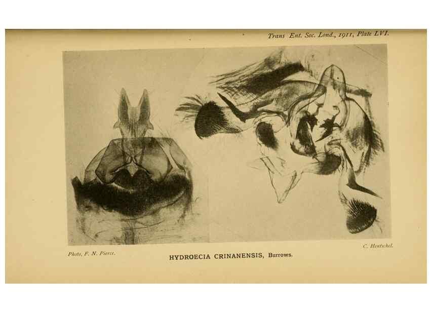 Reproducción/Reproduction 48683429583: Transactions of the Entomological Society of London.. London,The Society.. 