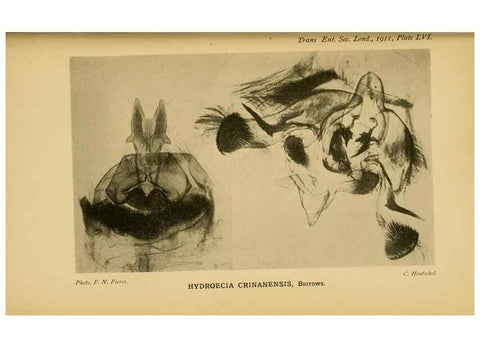 Reproducción/Reproduction 48683429583: Transactions of the Entomological Society of London.. London,The Society.. 